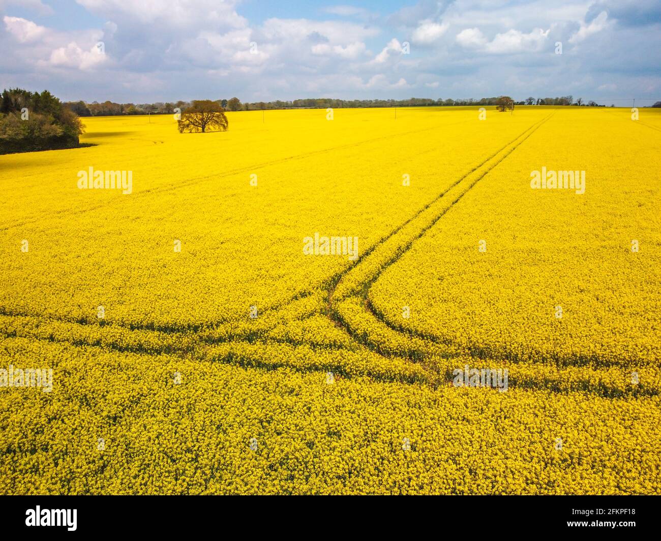 Bright yellow Rapeseed field in Hampshire, England Stock Photo