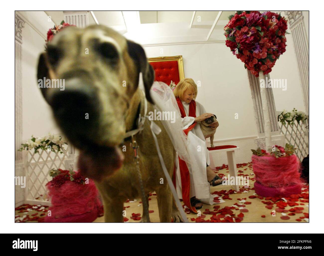Nora, the Great Dane and Arthur the Pug recieved a Blessing in the word renowned LITTLE WHITE WEDDING CHAPEL from Las Vegas which has come to Selfridges in London is blessing maraiges.pic David Sandison 28/4/2005 Stock Photo