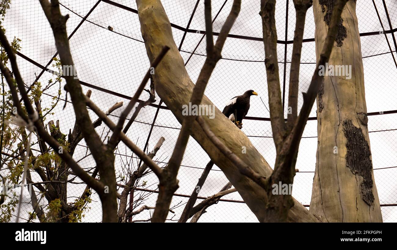 White-tailed eagle in a zoo cage. Aviary for birds with trees. A bird sitting on a branch Stock Photo