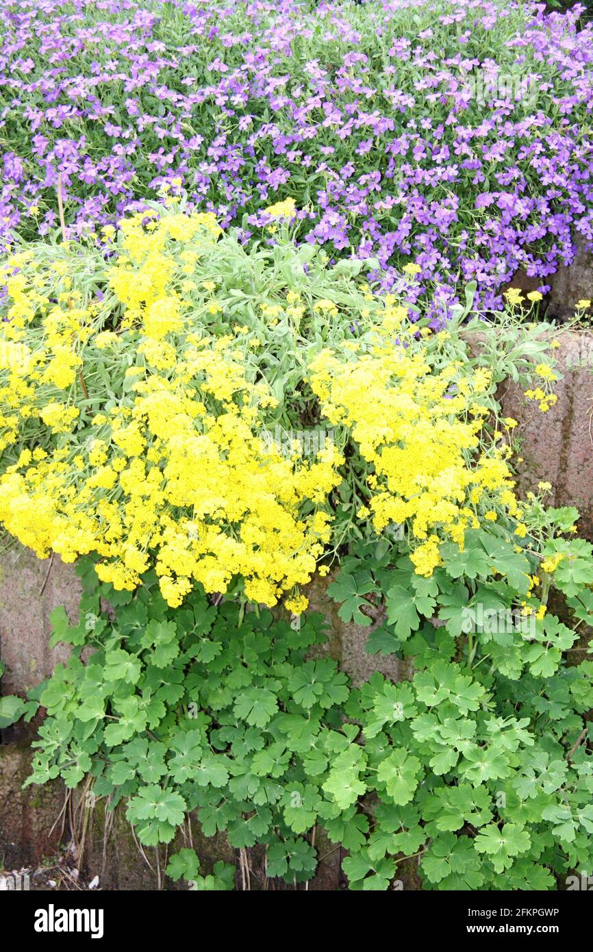 blue and yellow blooming flowers in the rockery Stock Photo