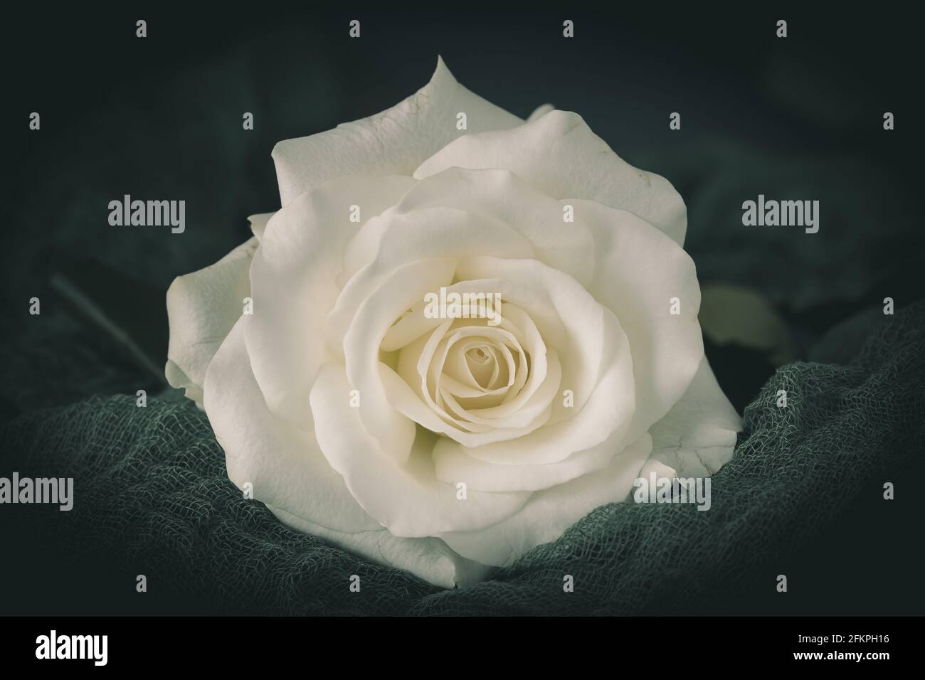 White rose blossom on green background. Symbol for love and happiness, but  also for mourning Stock Photo - Alamy