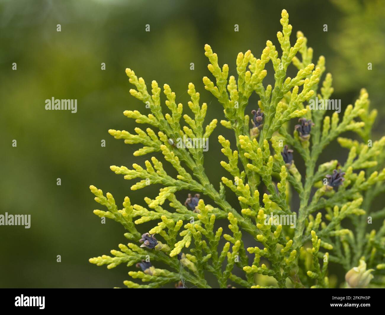 platycladus orientalis thujia plant close up macro Stock Photo