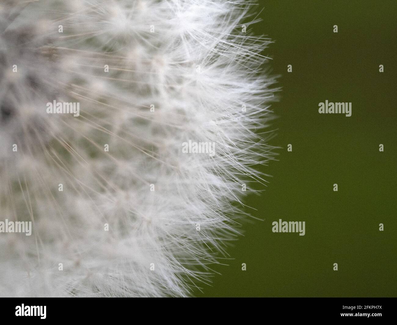 Dandelion shower head seeds hi-res stock photography and images - Alamy