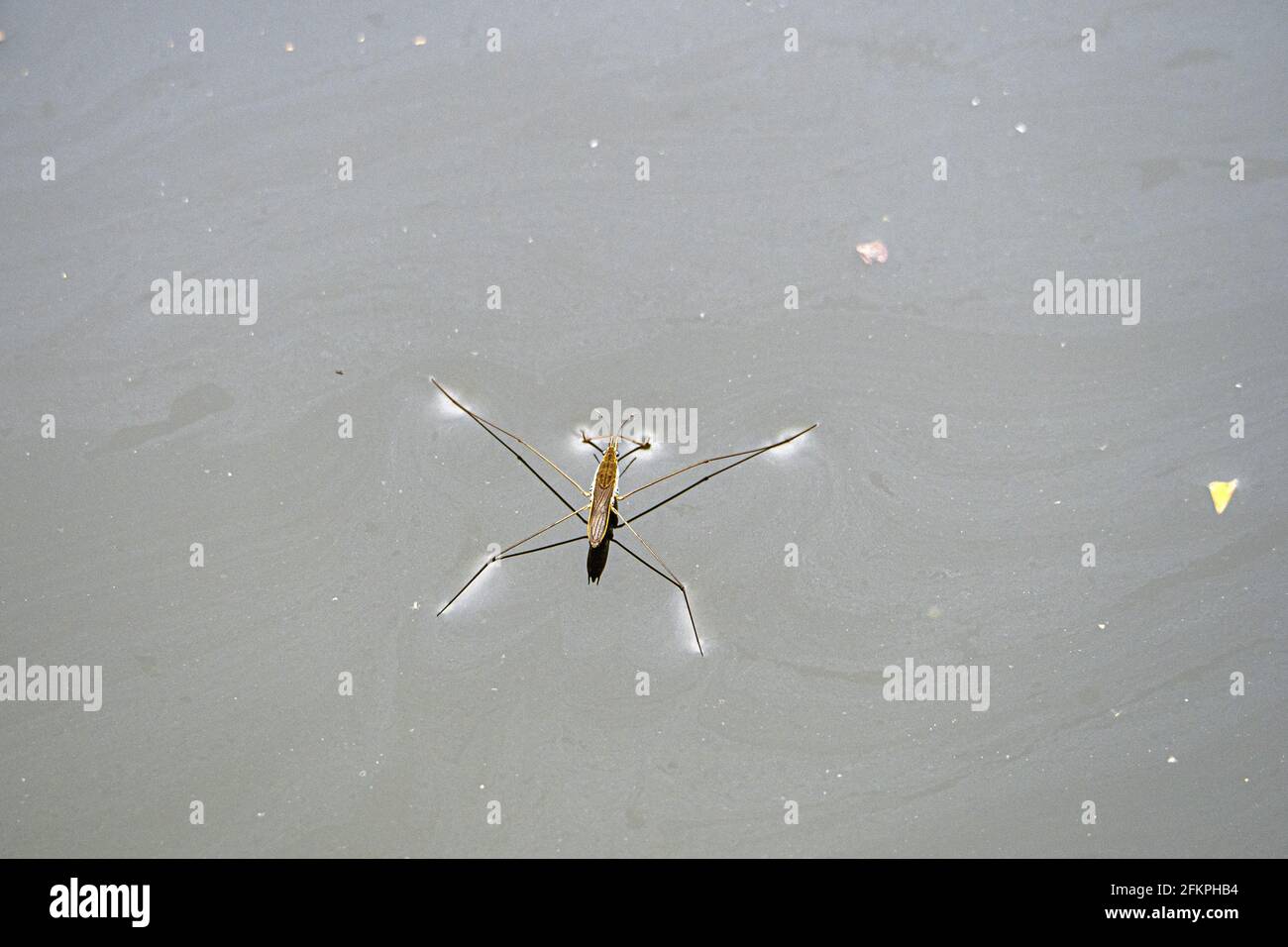 Jesus bug hi-res stock photography and images - Alamy