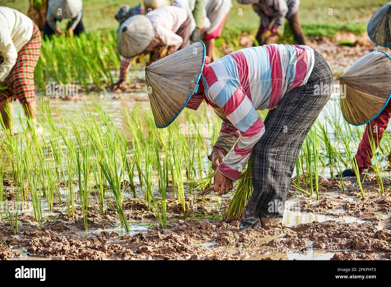 Workers in a rice filed in the countryside of Siem Reap. Cambodia Stock Photo