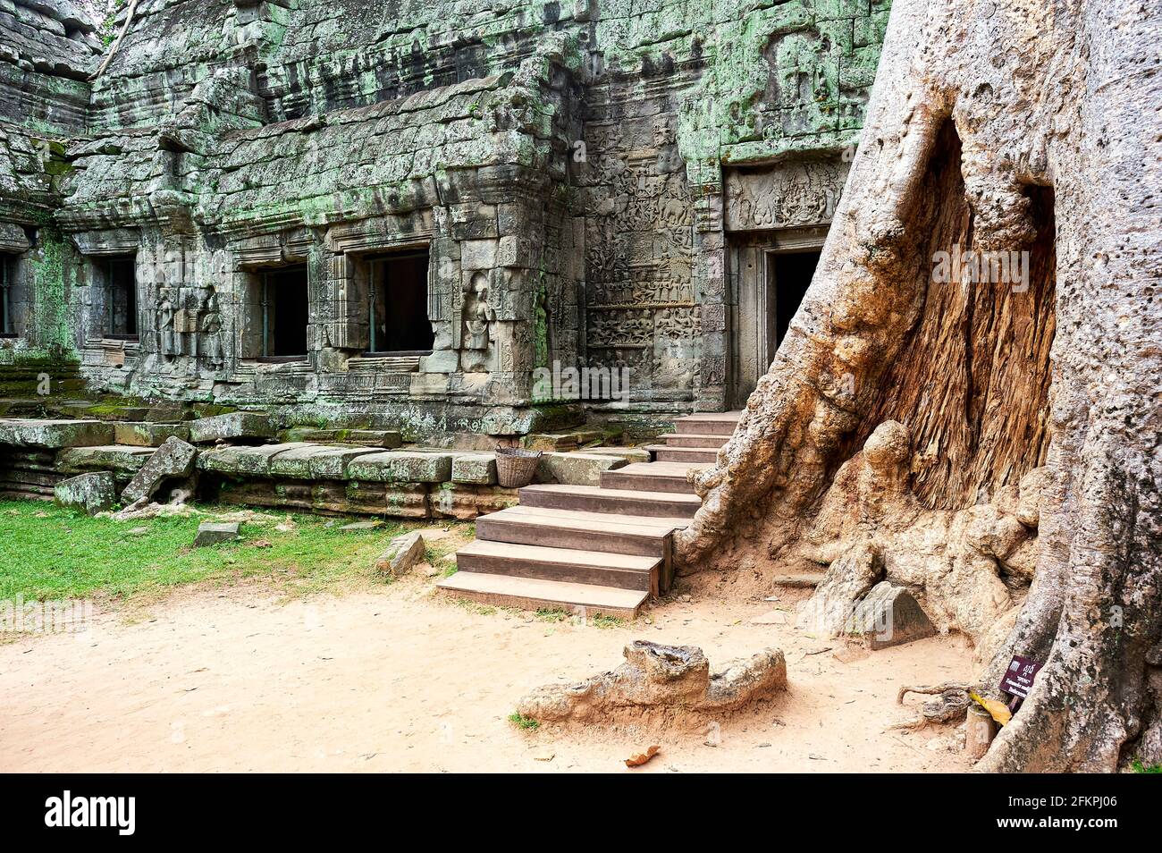 Roots of a spung running along the jungle temples of Ta Prohm. Siem Reap. Cambodia Stock Photo