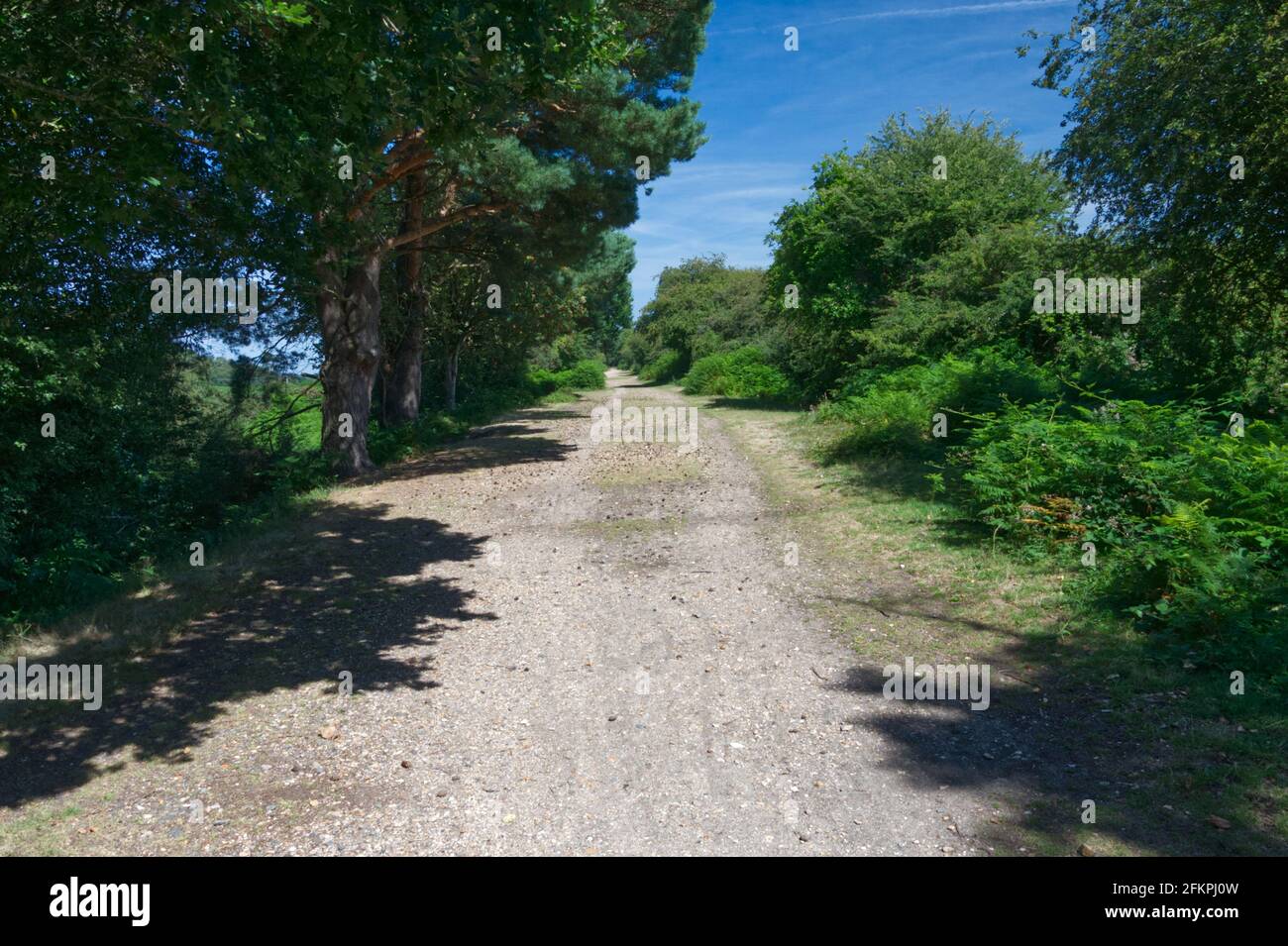 A typical track, cycle path, route in the New Forest National Park in England, UK Stock Photo