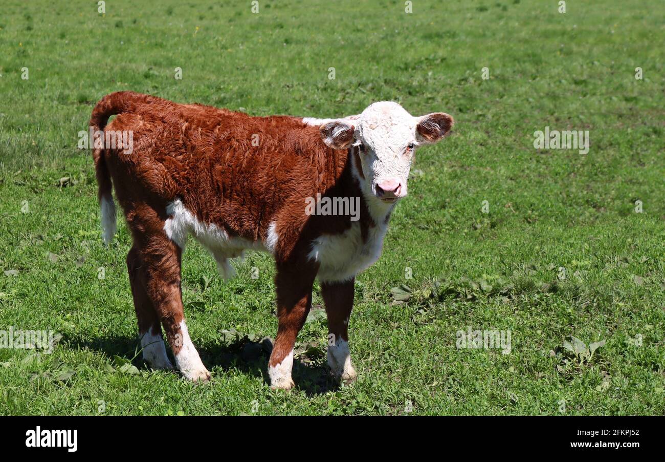 Cute Hereford calf in a pasture in Ontario, Canada Stock Photo - Alamy