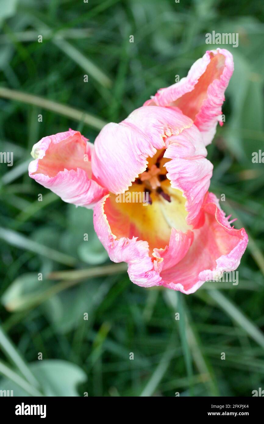 a Close up of a pink flowering tulip Stock Photo
