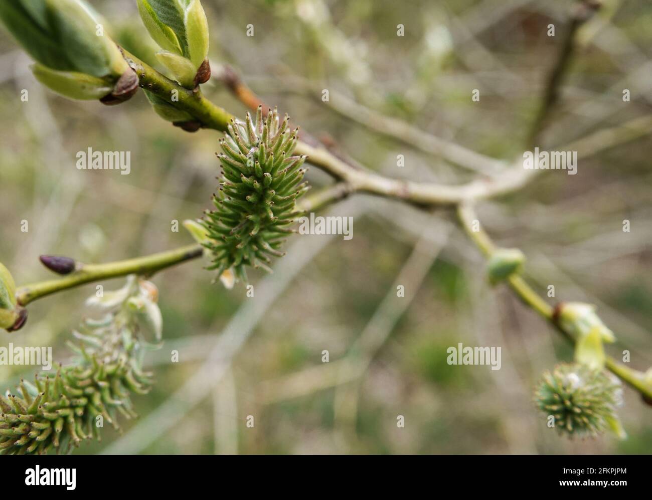 goat willow Salix Caprea female flowers appear in spring Stock Photo