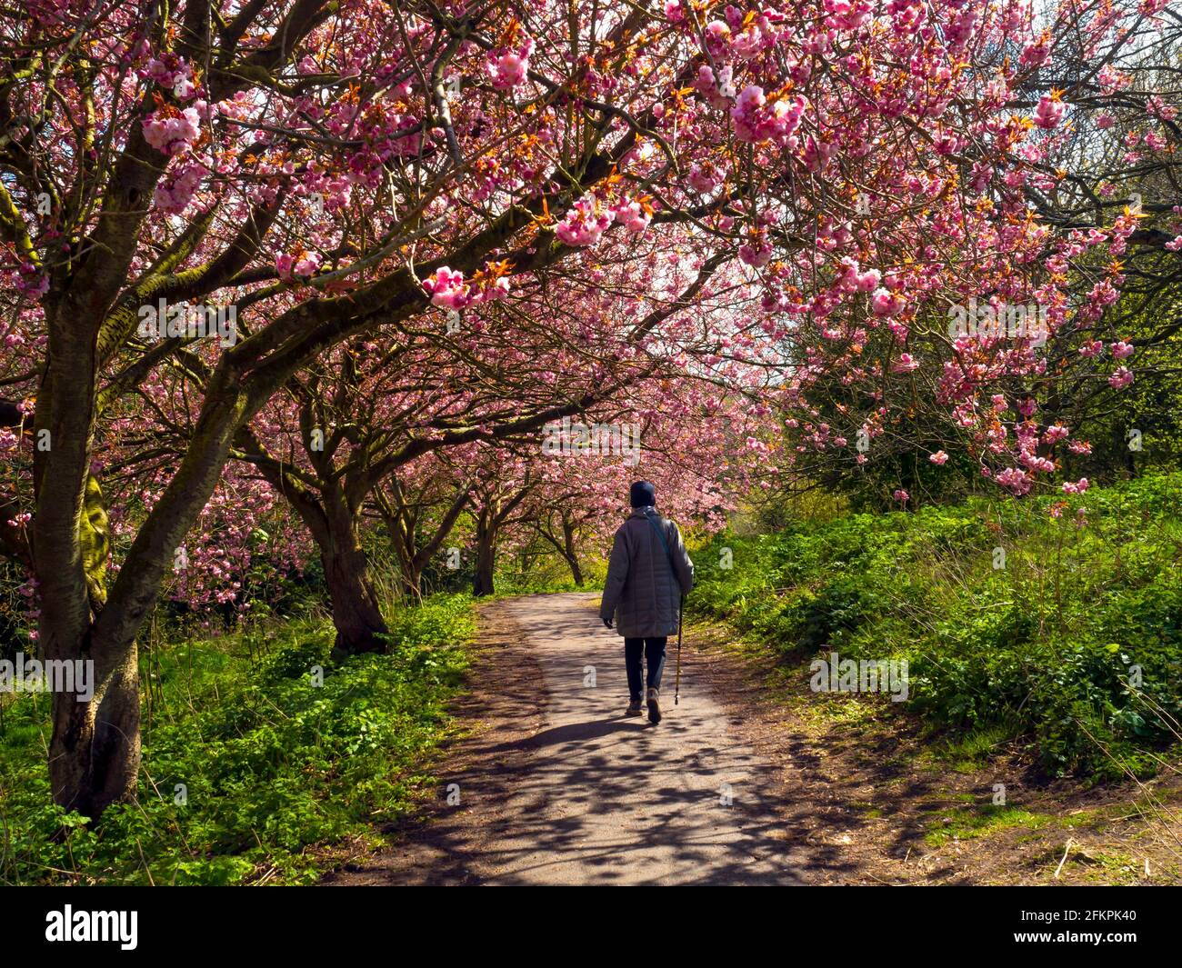 School girls walking through a park in Tokyo under early spring cherry  blossoms Stock Photo - Alamy