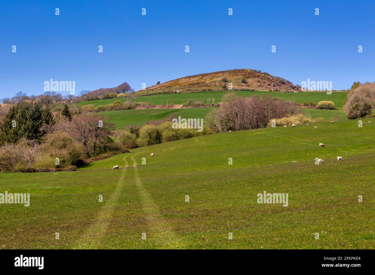 Across the fields to Pilsdon Pen Iron Age Hill Fort, Dorset, England Stock  Photo - Alamy