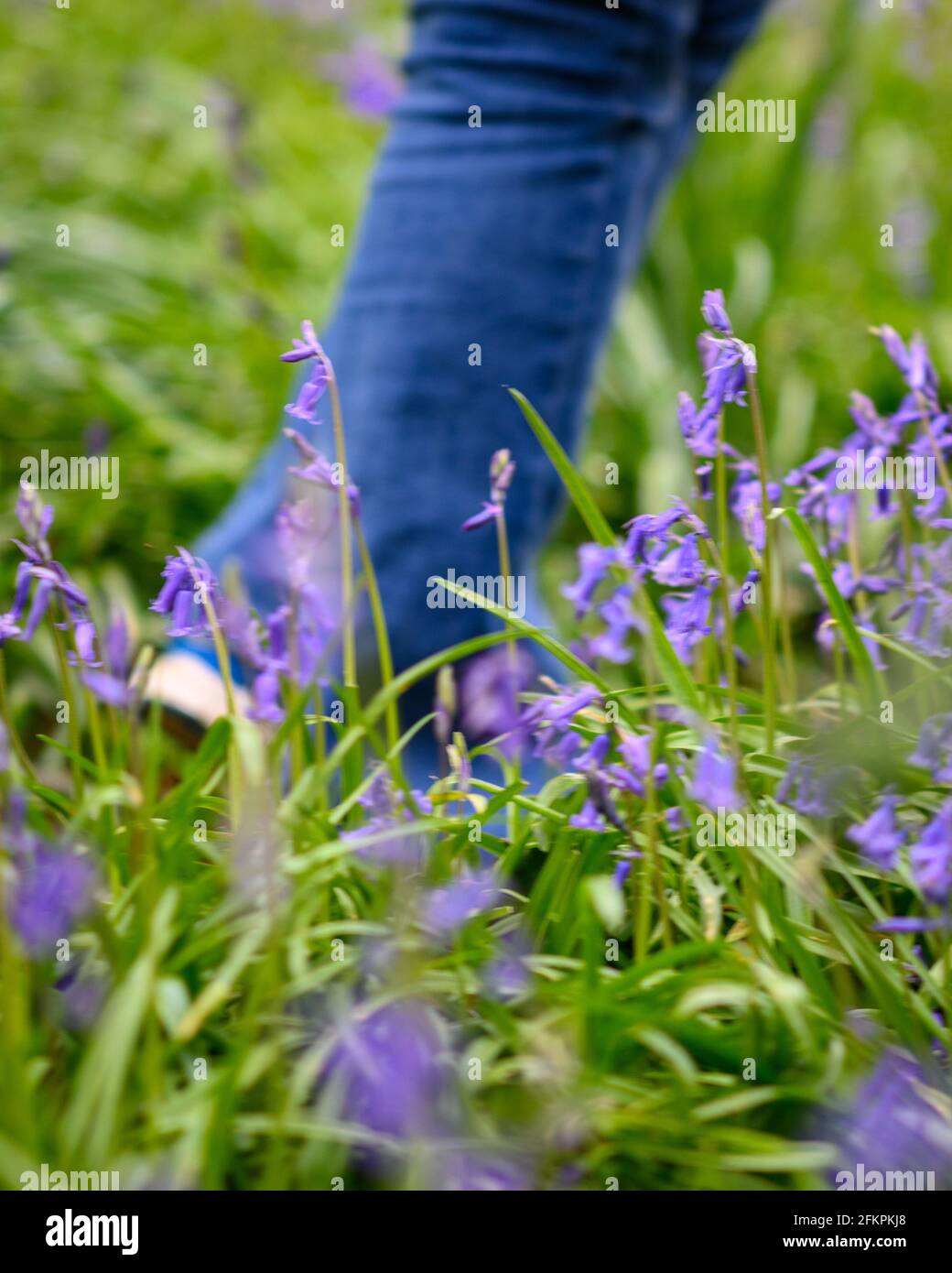 Walking through bluebells in May. Low level legs and feet. Stock Photo