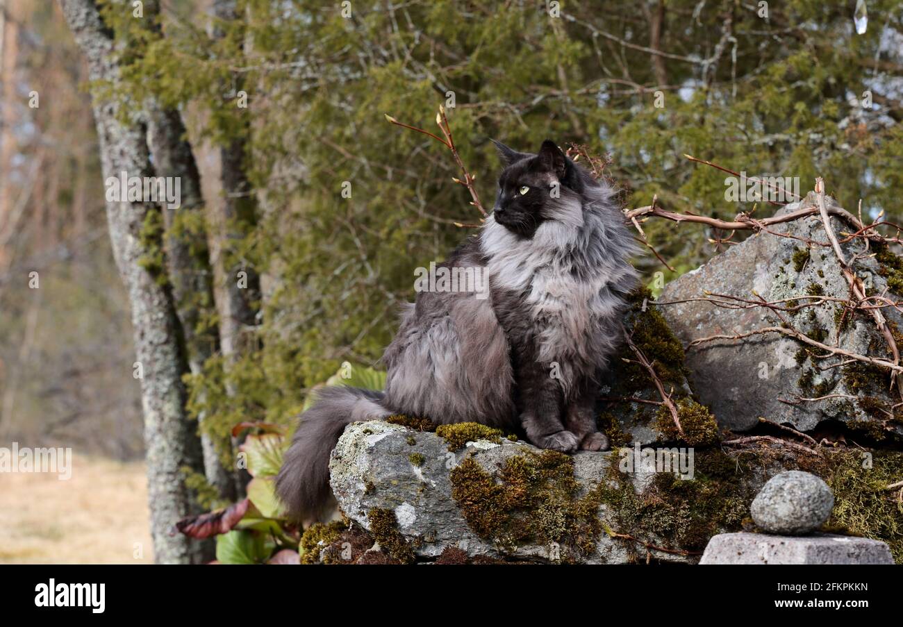 A black smoke norwegian forest cat male sitting on stone Stock Photo