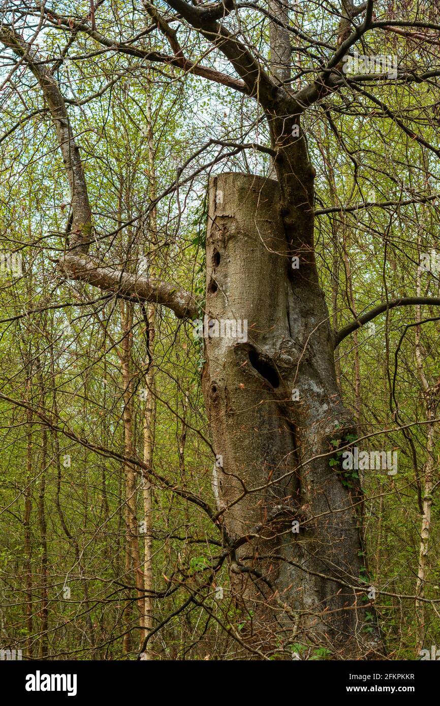 Spooky tree with human form waving branches like arms Stock Photo