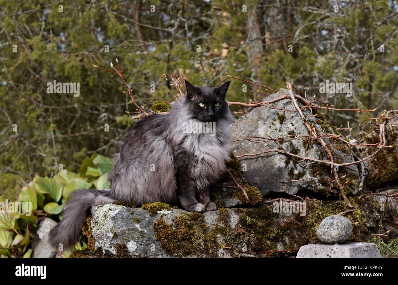 A black smoke norwegian forest cat male sitting on stone Stock Photo