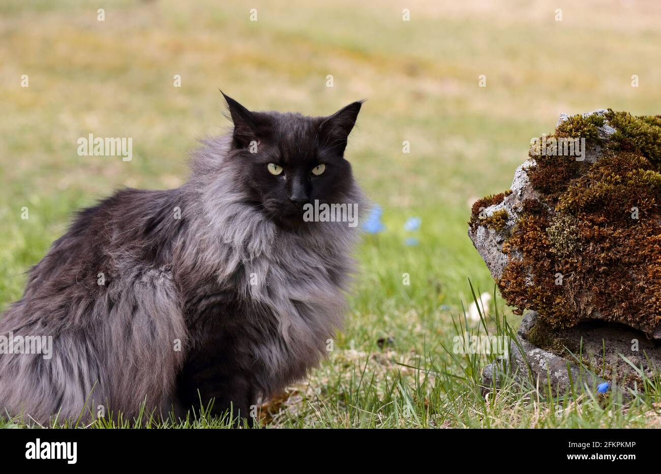 A black smoke norwegian forest cat male sitting in garden Stock Photo