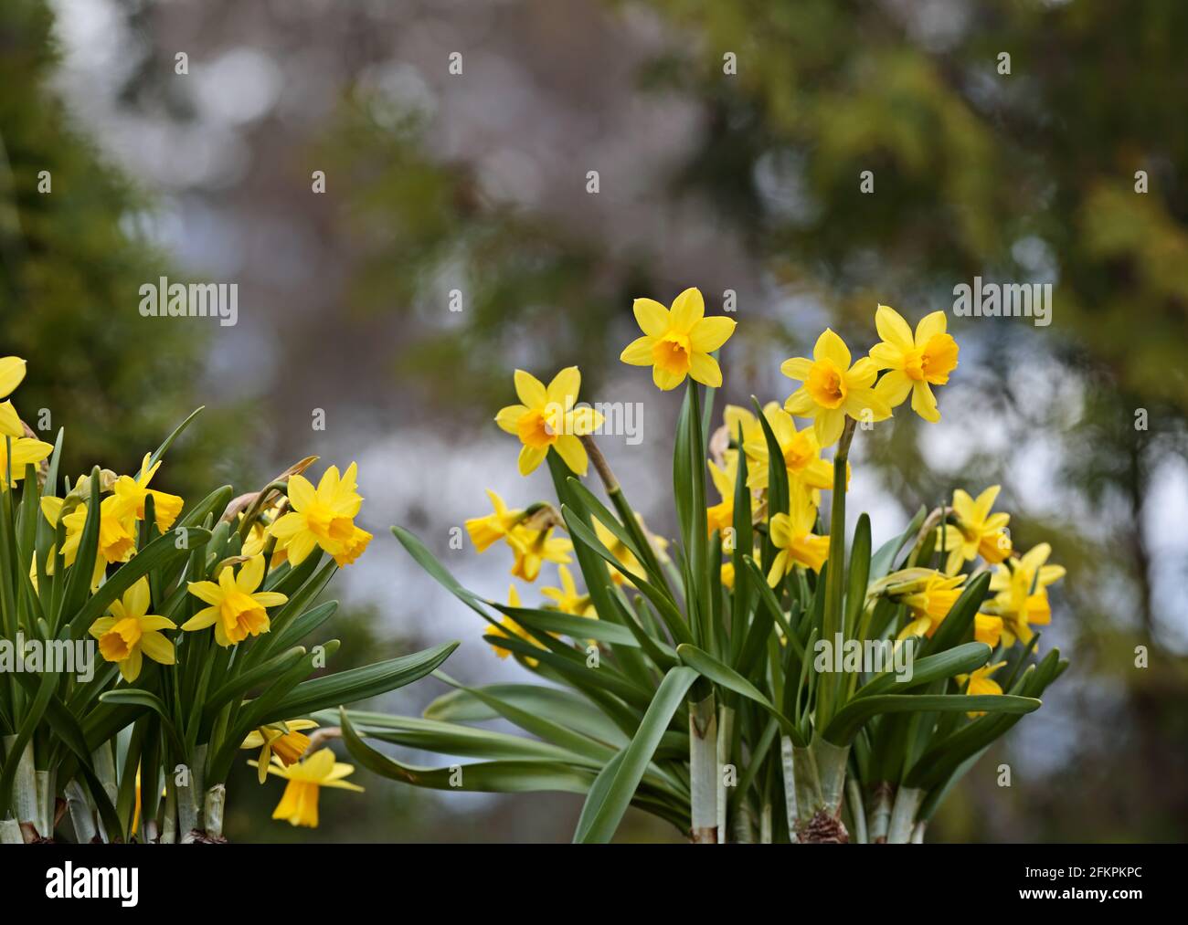 Beautiful yellow daffodils blooming vigorously in the garden Stock Photo