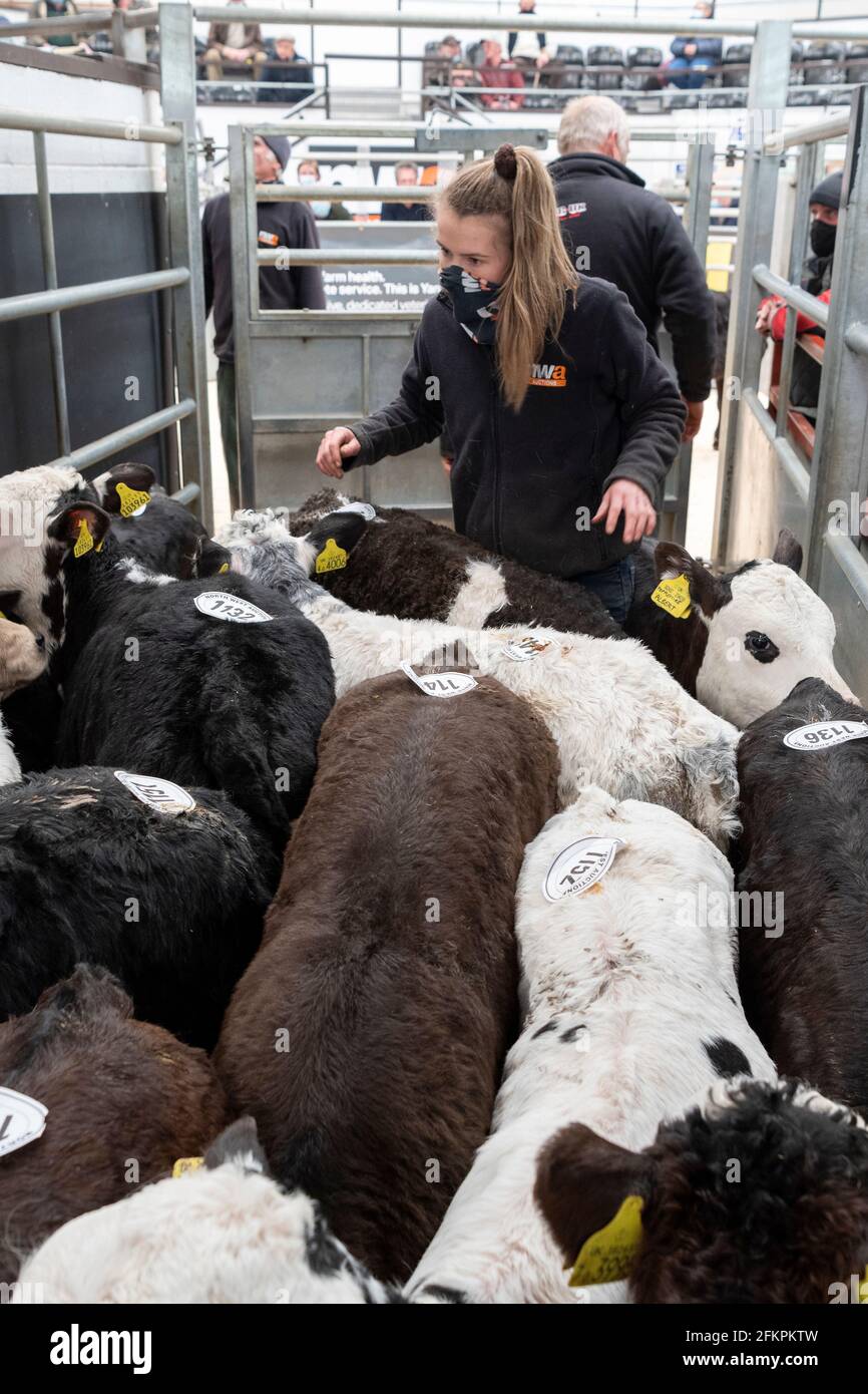 Farmer selling young calves at a livestock auction mart, Cumbria, UK