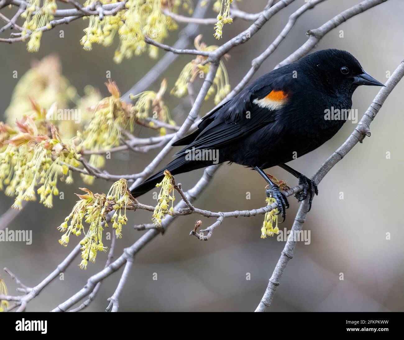 Red Winged Blackbird (( Agelaius phoeniceus ) Perched On Branch Side View Looking Forward Stock Photo
