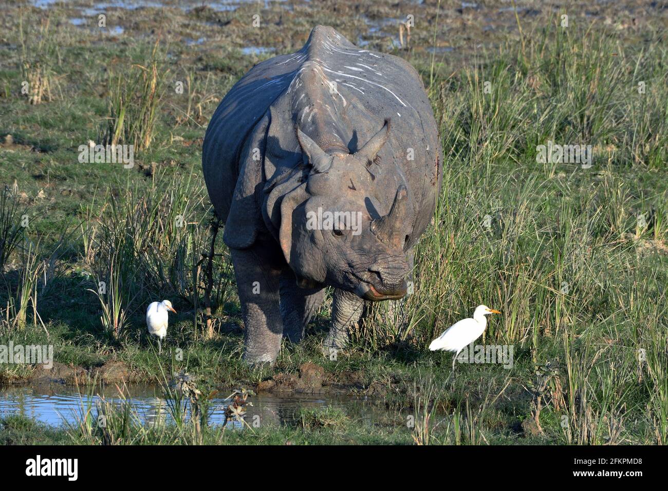 Greater One Horned Rhino Is Drinking Water In The Wetland Stock Photo