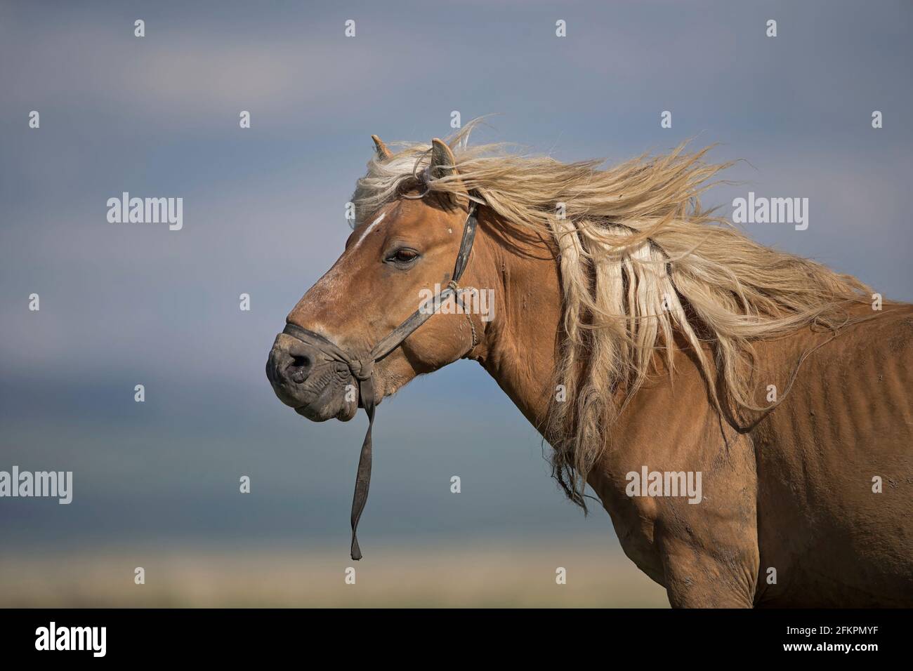 A Mongolian Stallion Stock Photo