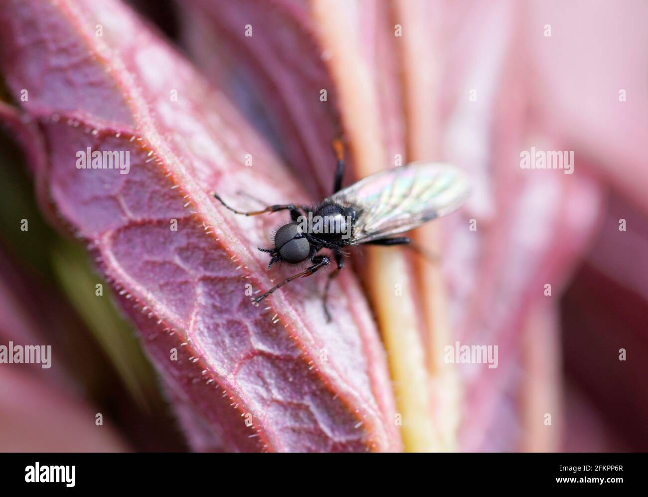 A small fly on the red leaf of a peony. Close-up insect in natural ...