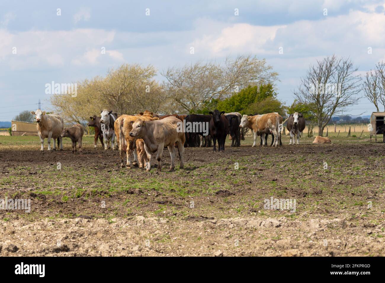 Cows in a field, lydd, kent, uk Stock Photo