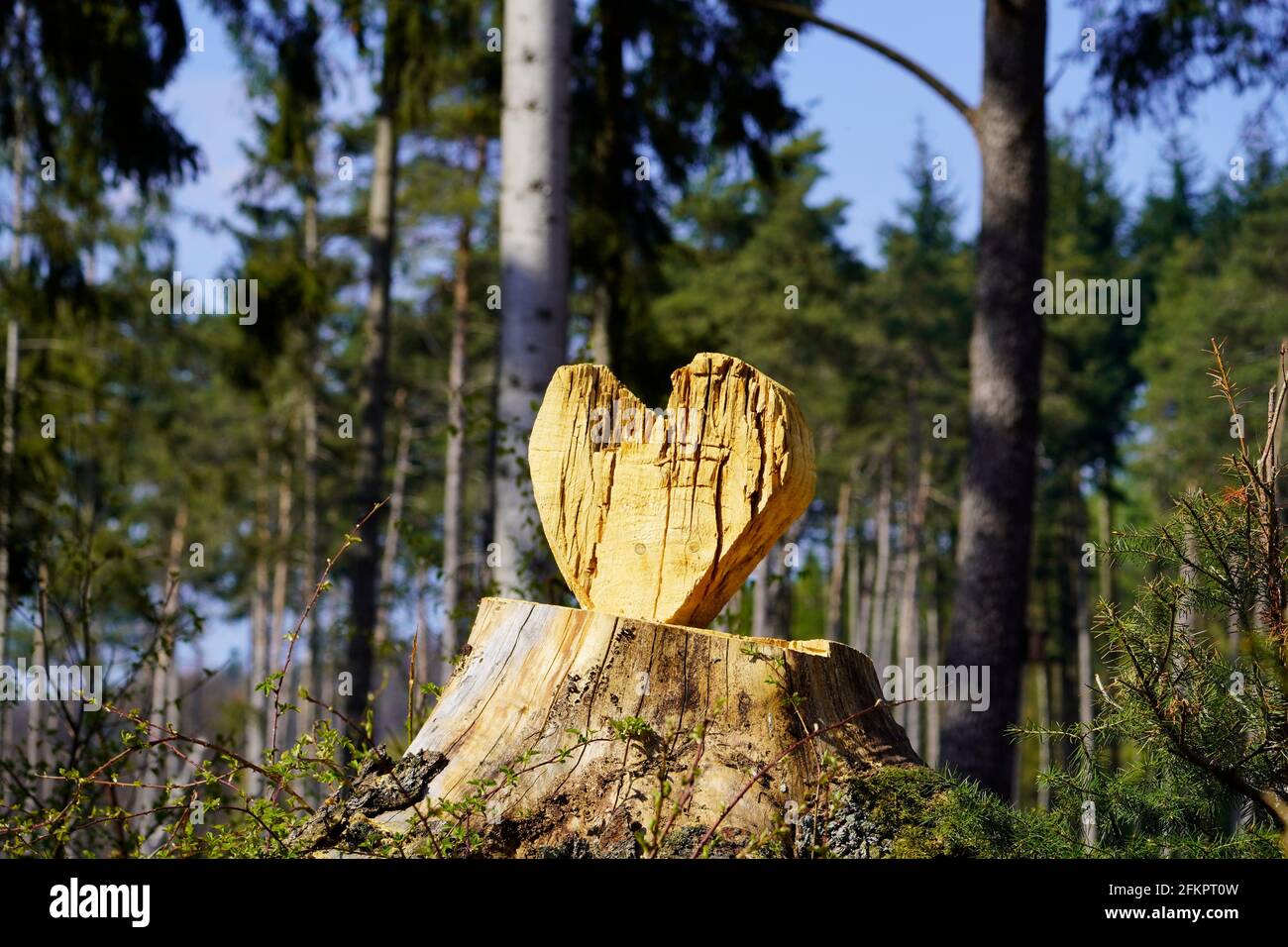 A wooden heart that was carved out of a sawed tree trunk in the forest. Concept on the theme of love and nature. Stock Photo