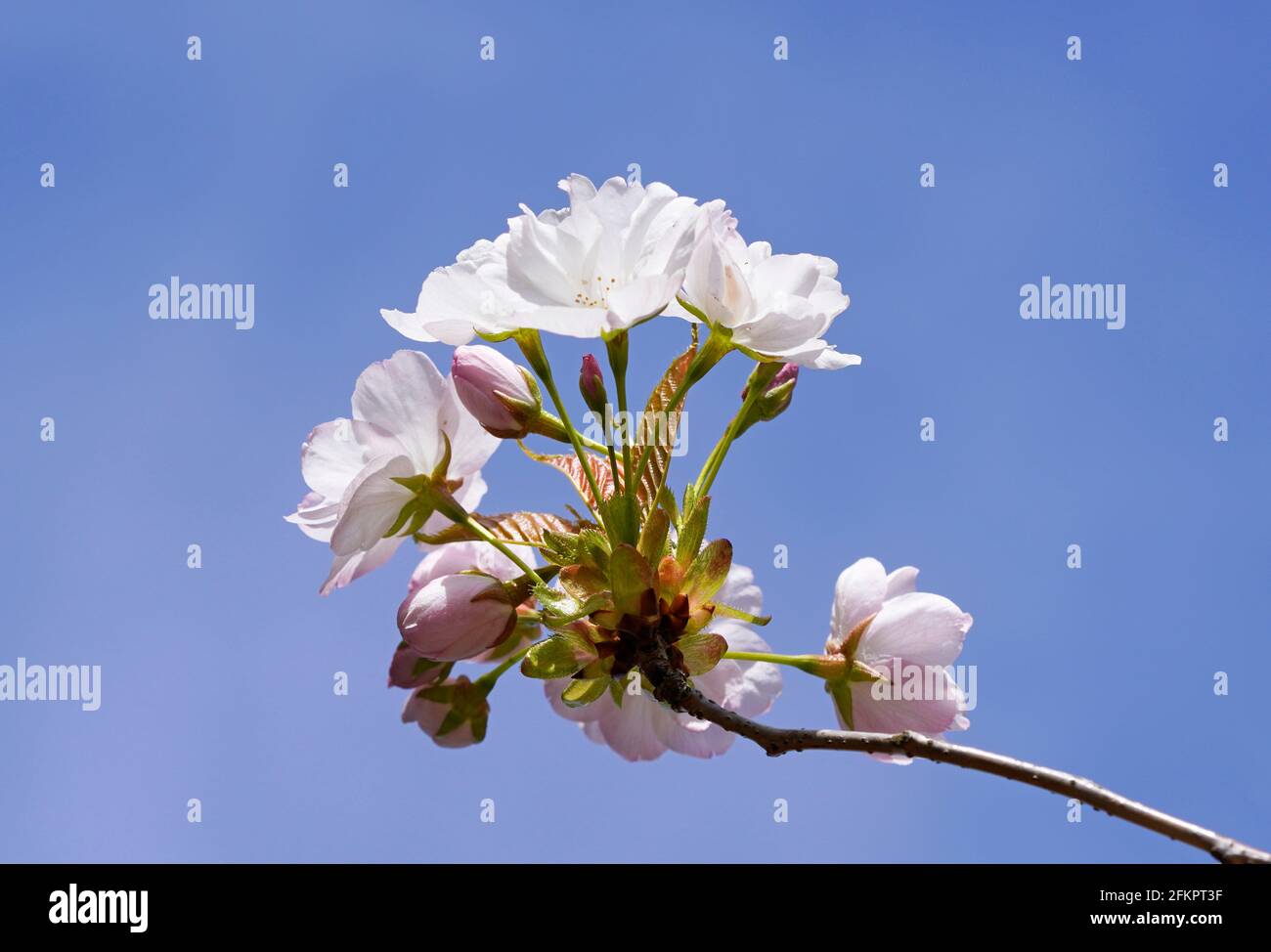 Fine pink flowers of the Japanese flowering cherry. Blooming tree in