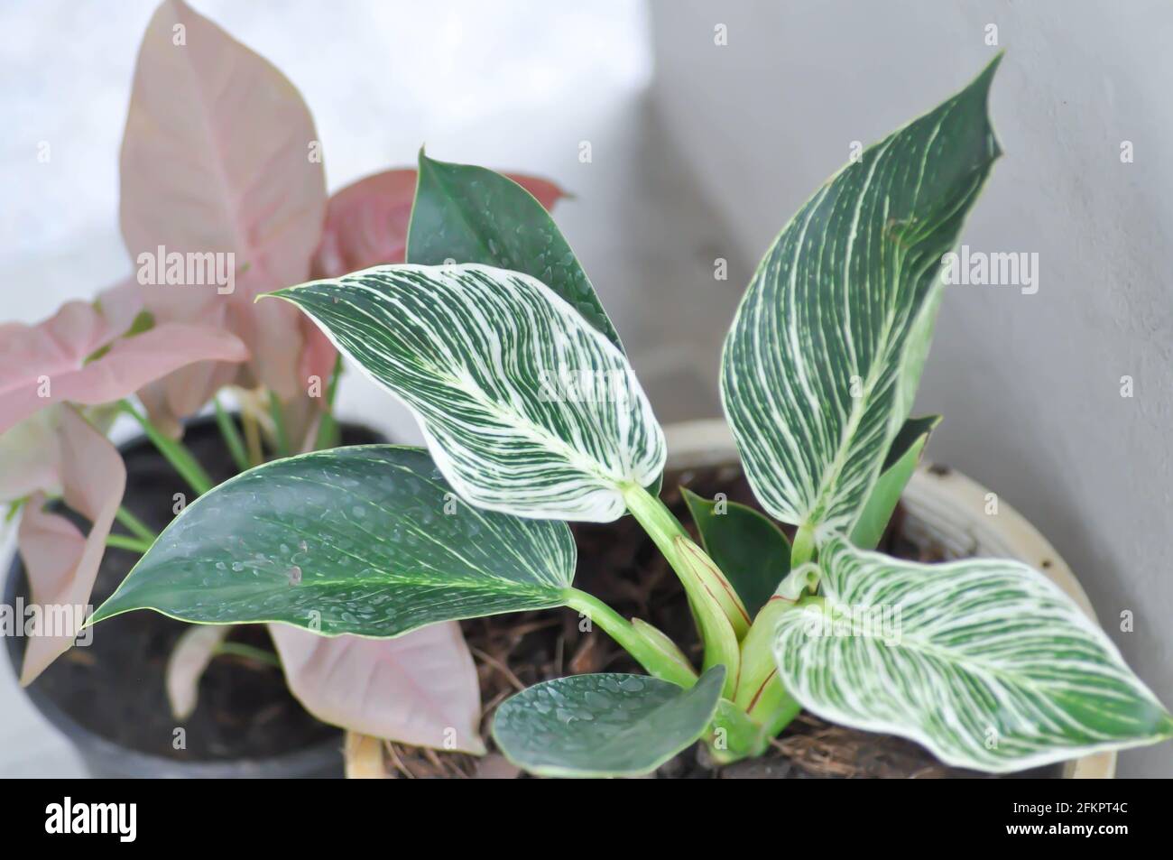 Philodendron , Philodendron birkin and Philodendron or Philodendron birkin and  Syngonium or Syngonium Pink Stock Photo - Alamy