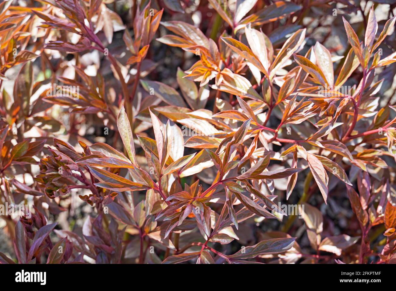 Bed with green-red leaves of a peony without flowers in the early growth phase. Perennials in the garden in spring. Stock Photo