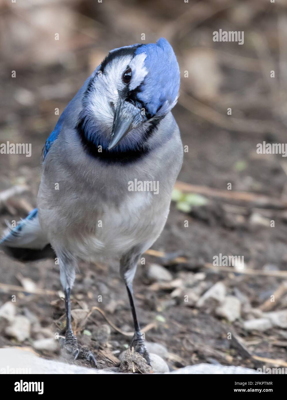 Curious Blue Jay ( Cyanocitta cristata ) with tilted head looking straight at camera front view Stock Photo