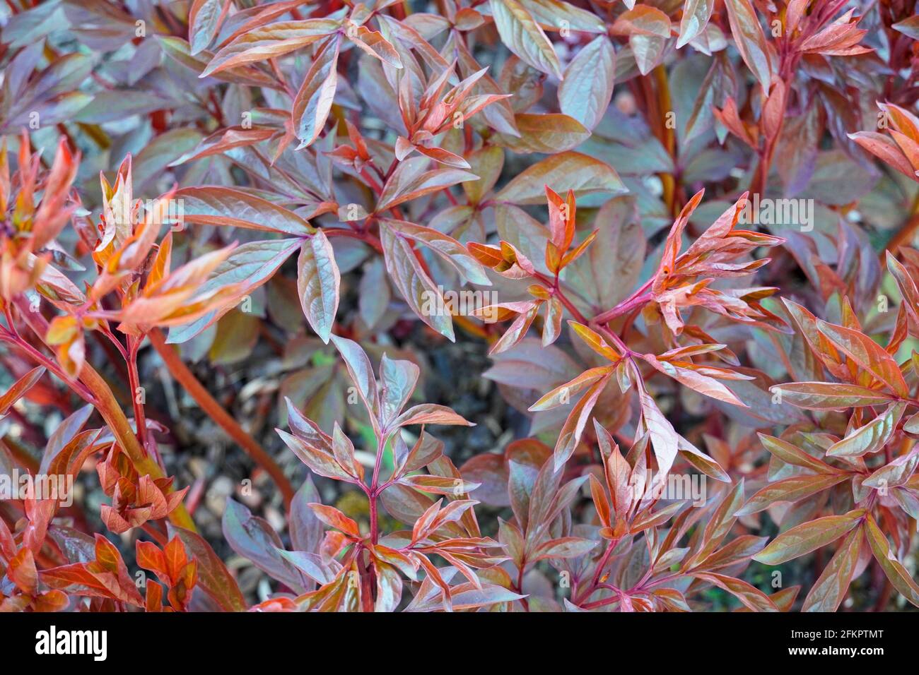 Bed with green-red leaves of a peony without flowers in the early growth phase. Perennials in the garden in spring. Stock Photo