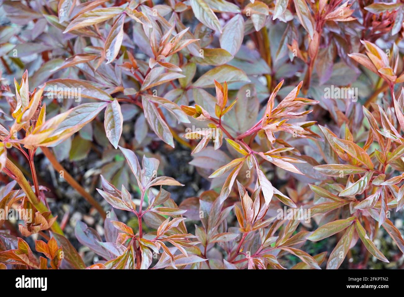 Bed with green-red leaves of a peony without flowers in the early growth phase. Perennials in the garden in spring. Stock Photo