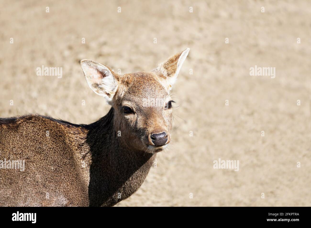 Portrait of a deer with brown fur. Animal looks at the camera. Mammals. Light background. Stock Photo
