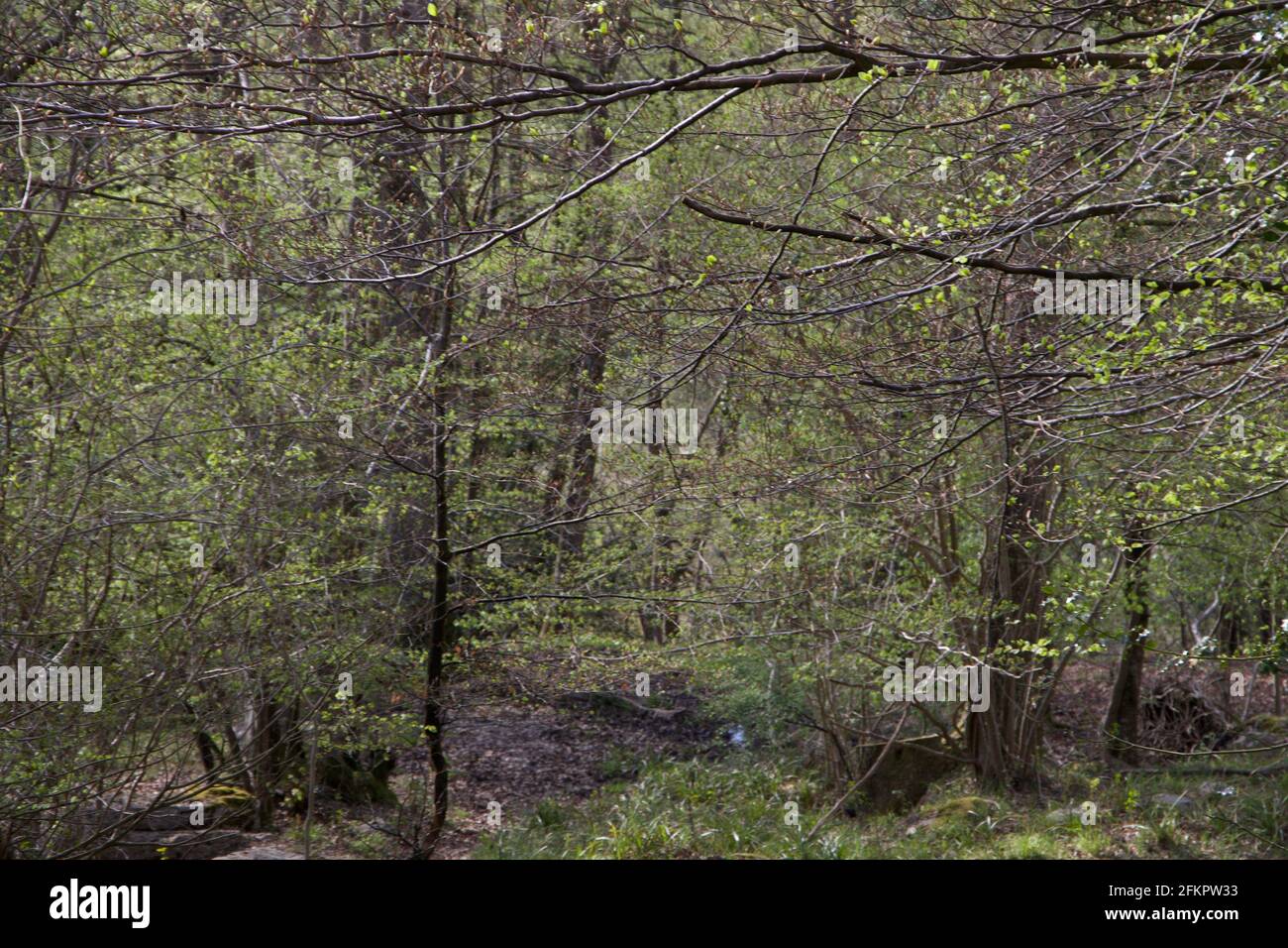Welsh woodland pathway hi-res stock photography and images - Alamy