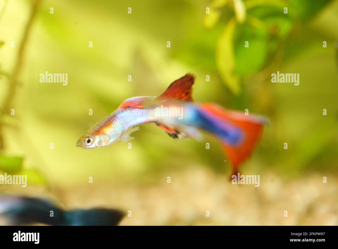 A male guppy (Poecilia reticulata), a popular freshwater aquarium fish Stock Photo