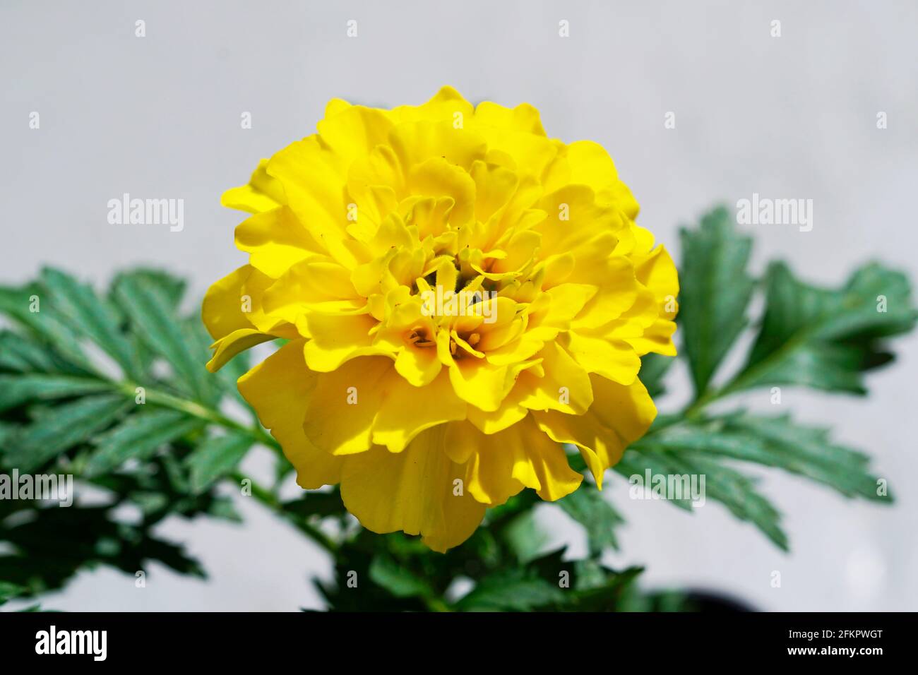 Close up of a marigold. Yellow flowers blooming in summer. Simple, robust garden plants. Light background. Stock Photo