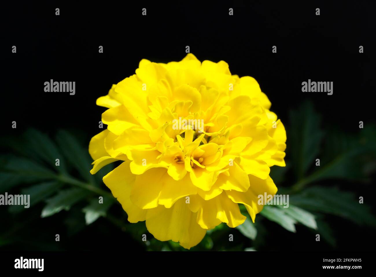 Close up of a marigold. Yellow flowers blooming in summer. Simple, robust garden plants. Dark background. Stock Photo