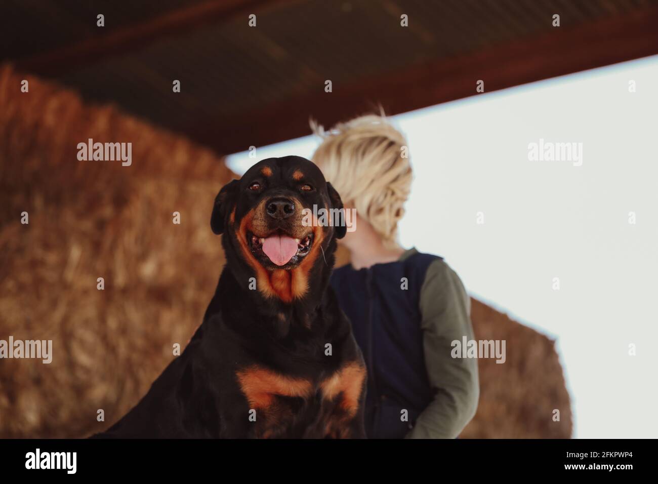 Rottweiler farm cheap