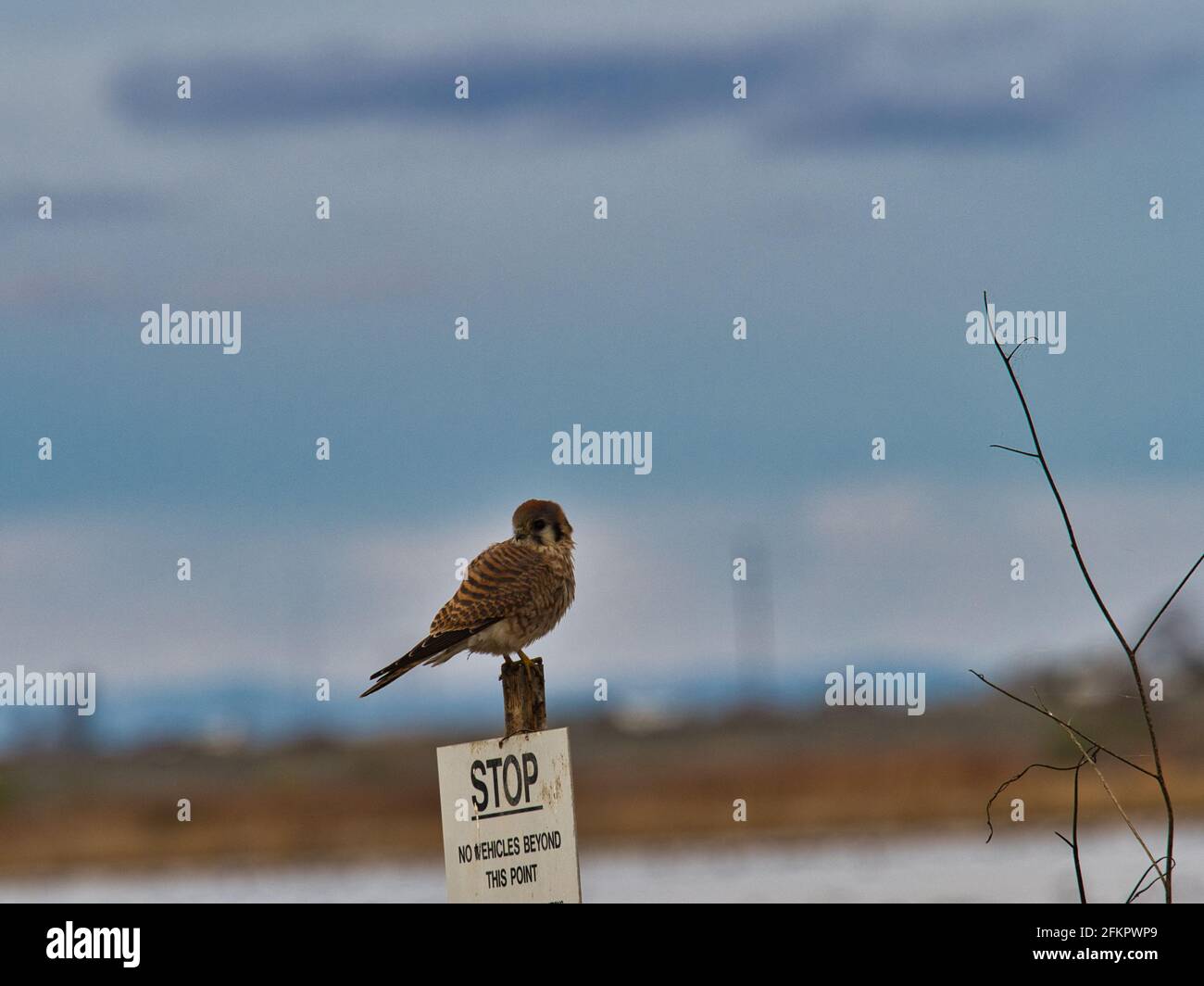 Selective focus of a small bird on a road sign Stock Photo - Alamy