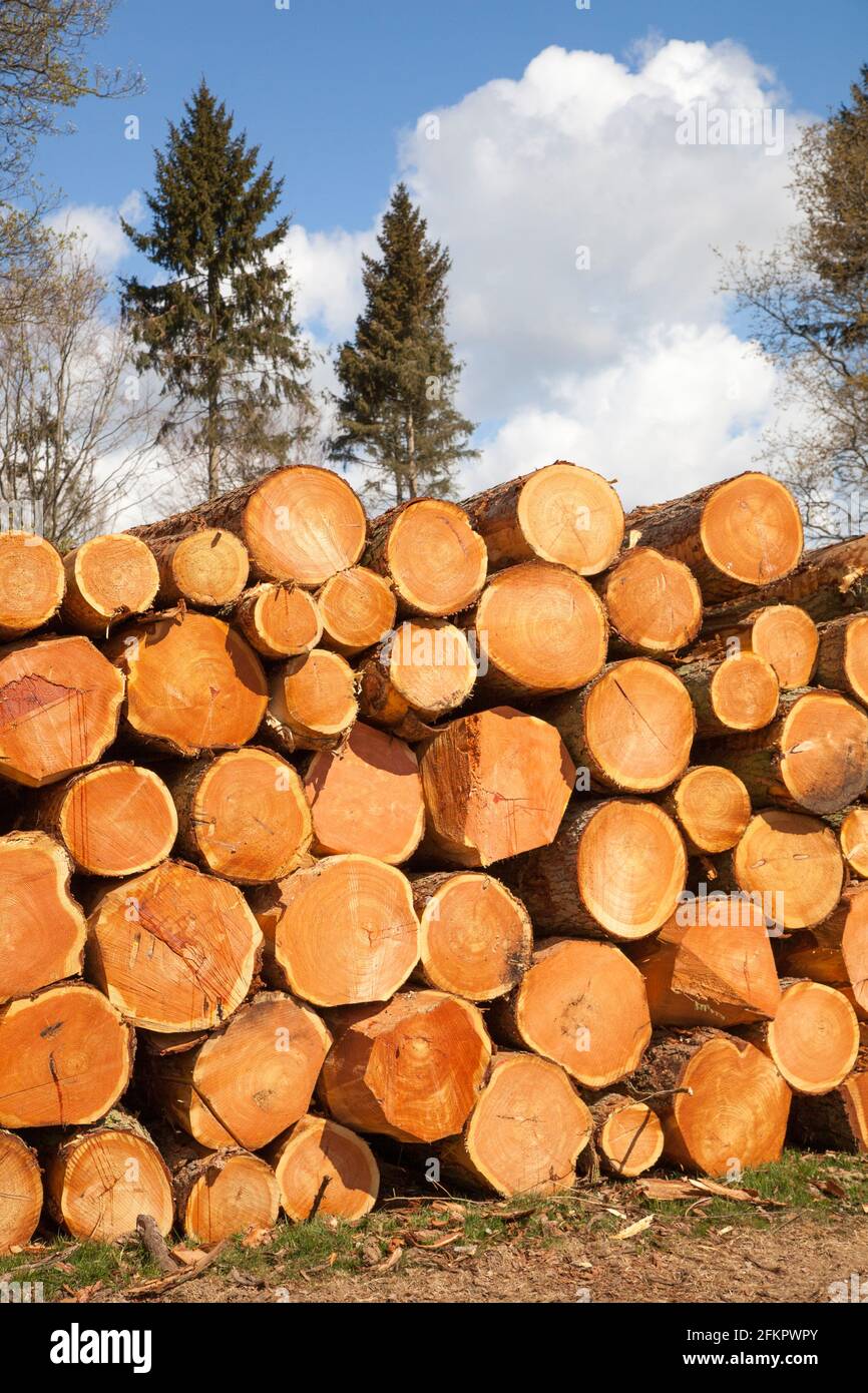 Tree trunks and logs stacked and piled up after commercial tree felling operations in woodland in Osmaston park estate  Derbyshire England Stock Photo
