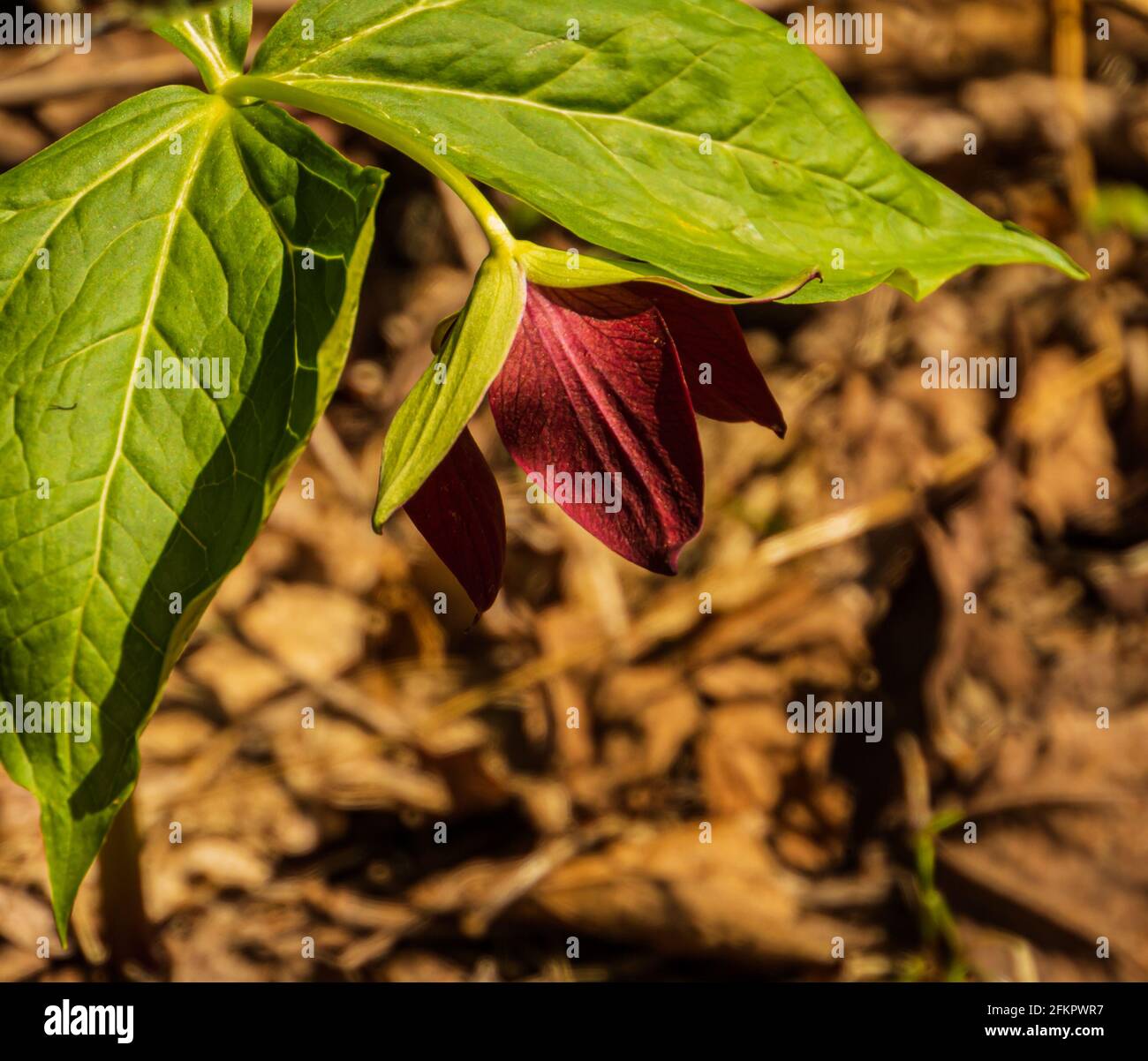 red trillium, wild flower  in the woods in spring Stock Photo
