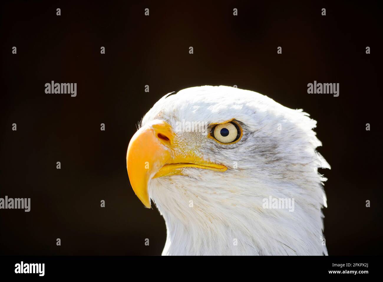 Portrait of a bald eagle with black background. Contrast-rich picture. Close-up of eagle. Large bird of prey. Haliaeetus leucocephalus Stock Photo