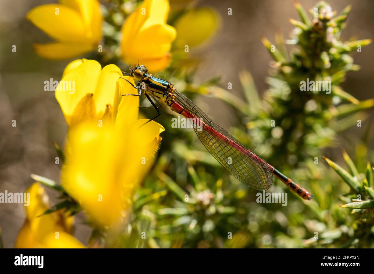 Female Large red damselfly resting on gorse flowers Stock Photo