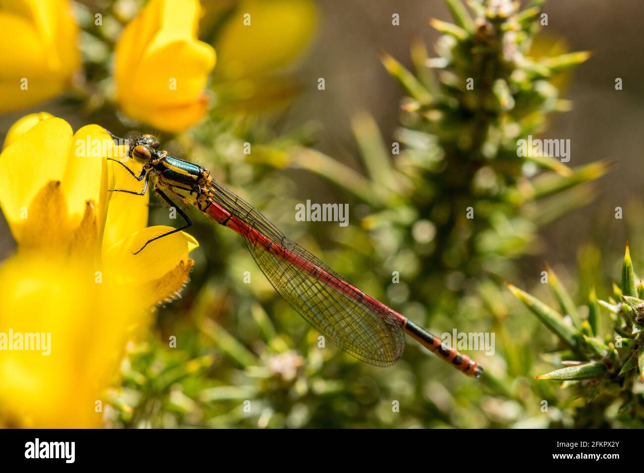 Female Large red damselfly resting on gorse flowers Stock Photo
