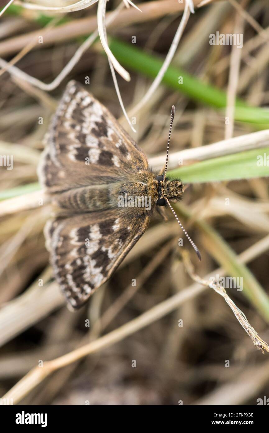 Dingy skipper butterfly resting on grass stalks. Stock Photo