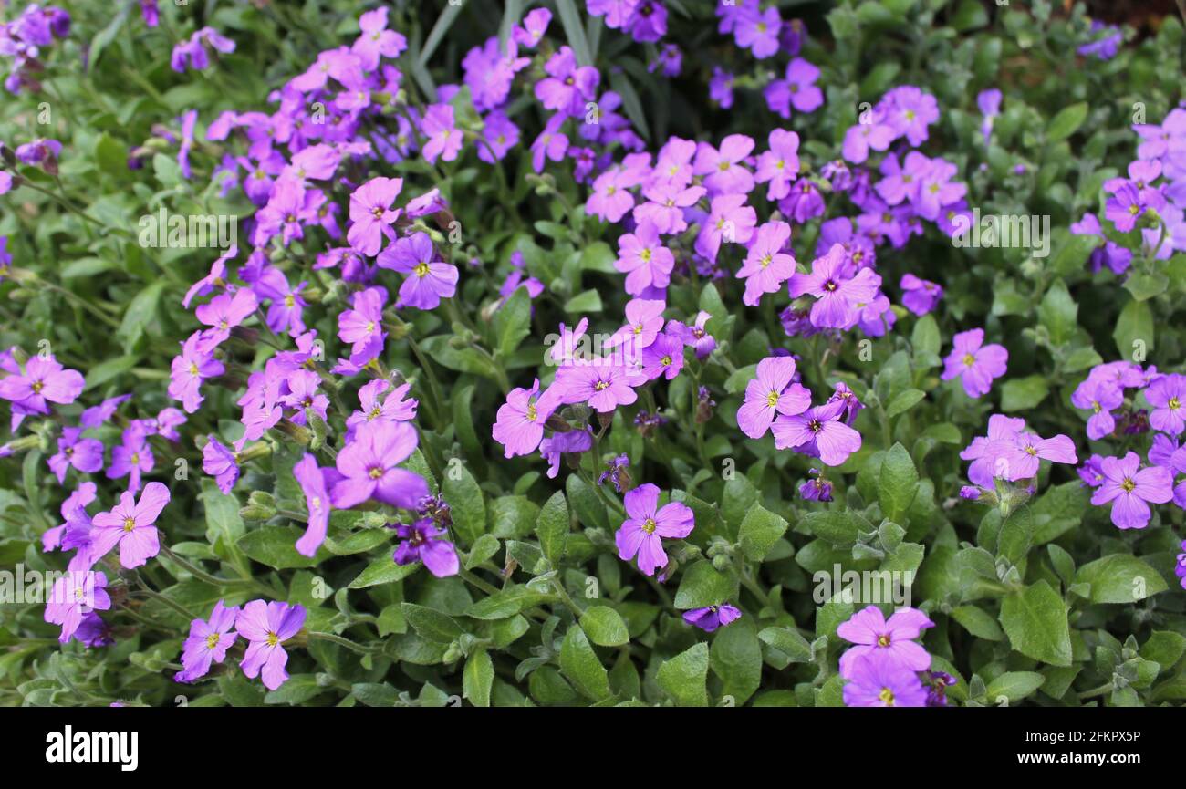 Spring flowering Aubrieta deltoidea flowers in April sunshine Stock Photo