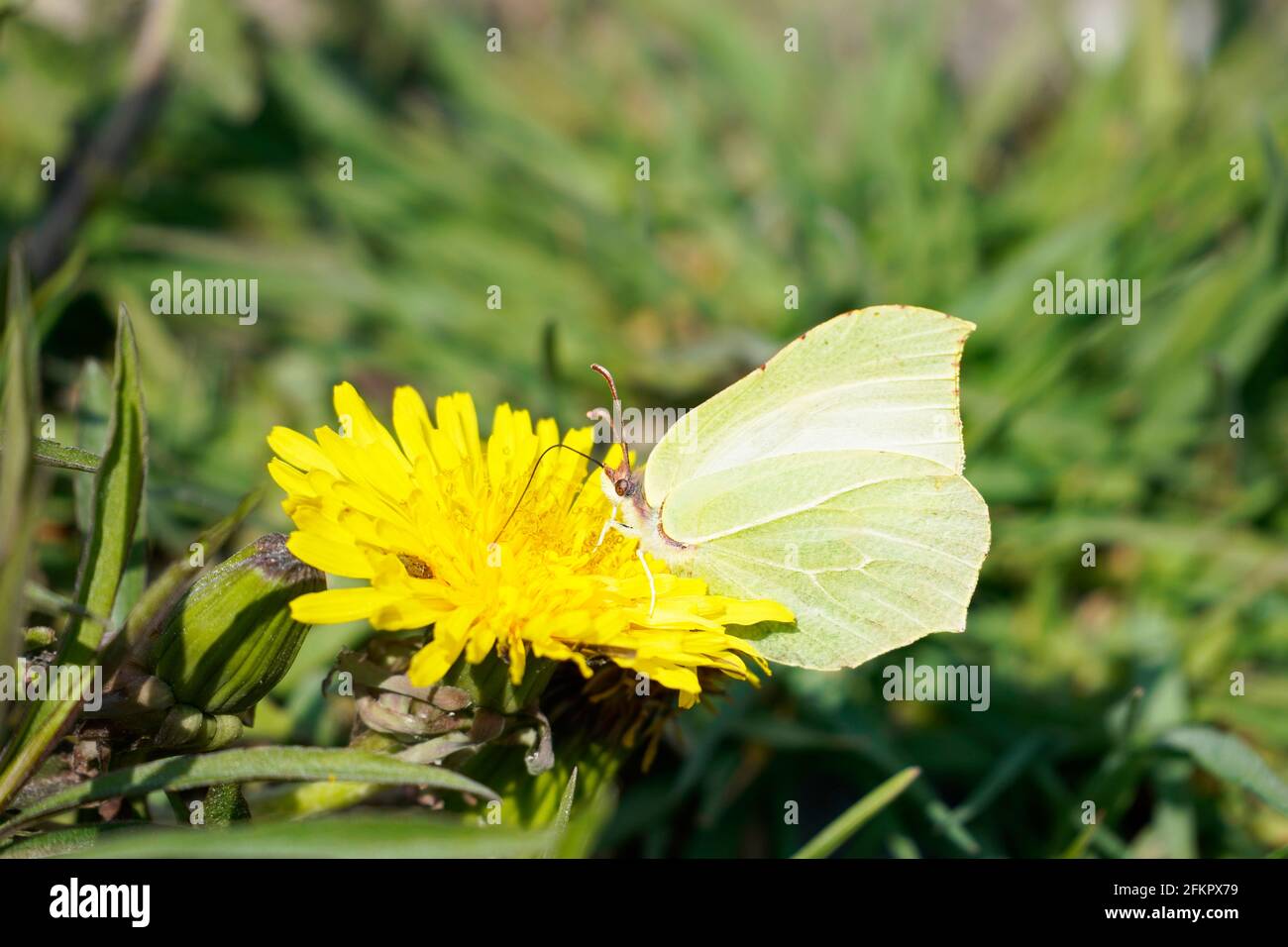 A brimstone butterfly sits on a yellow dandelion blossom and collects nectar. Green grass in the background. Butterfly with yellow wings. Stock Photo